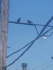 Sturnus vulgaris