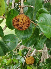 Annona