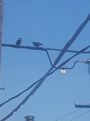 Sturnus vulgaris