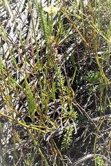 Ursinia trifida
