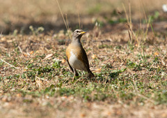 Turdus obscurus