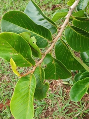 Annona