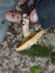 Lactarius mairei