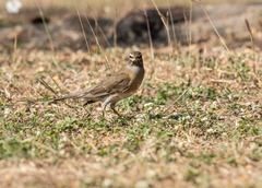 Turdus obscurus