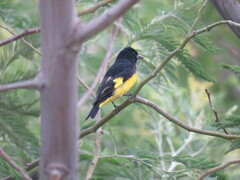 Spinus xanthogastrus