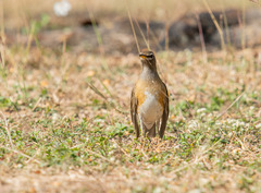 Turdus obscurus