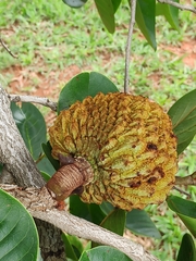 Annona