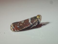 Lophopidae