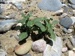 Heliotropium ellipticum