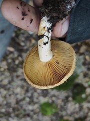 Lactarius mairei