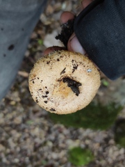 Lactarius mairei