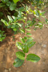 Premna serratifolia
