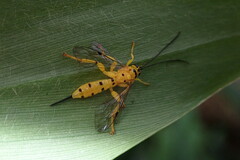 Xanthopimpla pedator