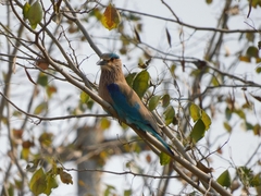 Coracias benghalensis