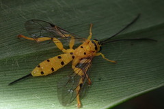 Xanthopimpla pedator