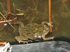 Pleurodema cinereum