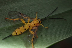 Xanthopimpla pedator