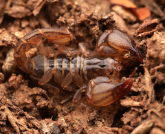 Nullibrotheas allenii