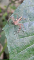 Hamadruas hieroglyphica