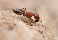 Crematogaster