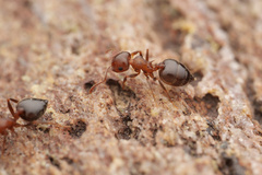 Crematogaster