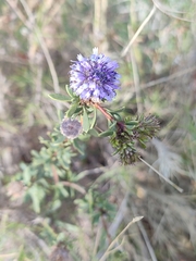 Globularia alypum