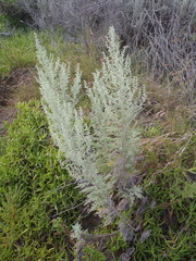 Artemisia afra