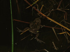 Pleurodema cinereum