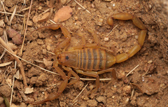 Centruroides exilicauda