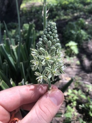 Albuca bracteata