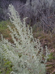 Artemisia afra