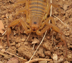 Centruroides exilicauda