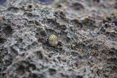 Nerita versicolor