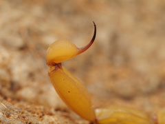 Centruroides exilicauda