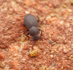 Tenebrioninae