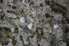 Cenchritis muricatus