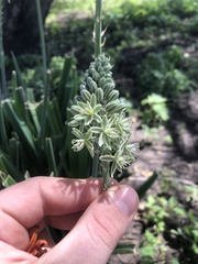 Albuca bracteata