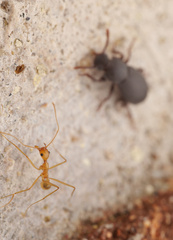 Tenebrioninae