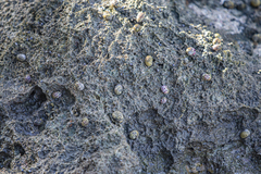 Nerita versicolor