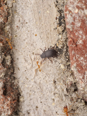 Tenebrioninae