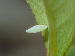 Eurema hecabe hecabe