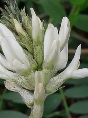 Astragalus inopinatus