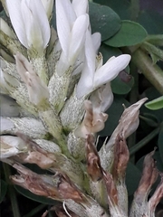Astragalus inopinatus