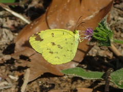 Eurema hecabe hecabe