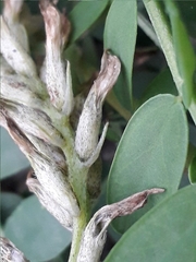 Astragalus inopinatus