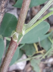 Astragalus inopinatus