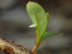 Eurema hecabe hecabe