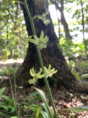 Eulophia andamanensis