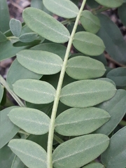 Astragalus inopinatus