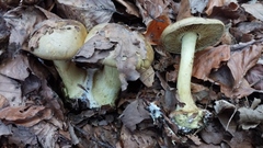 Cortinarius citrinus
